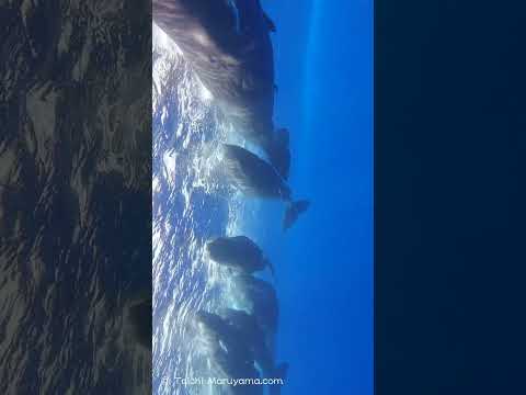 🐳マッコウクジラの群れが目の前から！