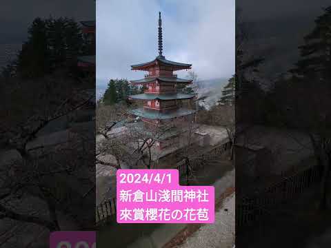 2024/4/1 櫻花還沒開，我放大給你看！日本下吉田新倉山淺間神社忠靈塔