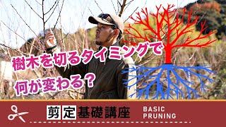 剪定時期が樹木に与える影響【剪定基礎講座6】