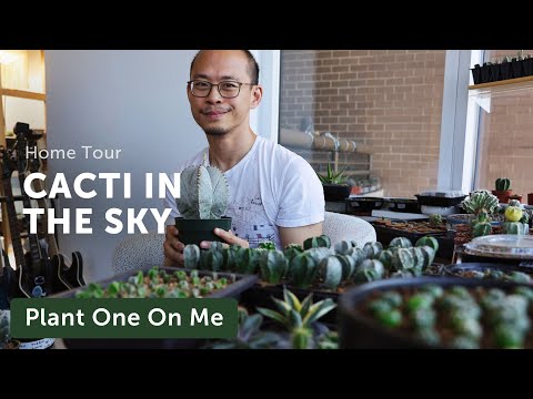 CACTI in the SKY Home Tour + Growing Cacti in Apartment — Ep. 346