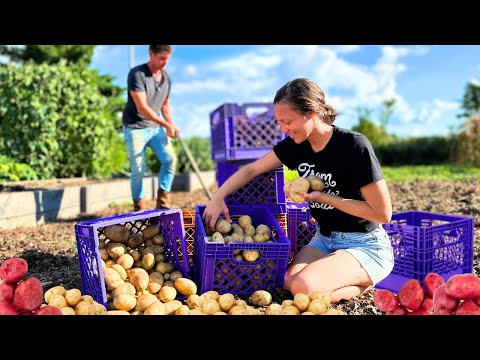 400LBS. OF POTATOES Harvest and Storing for Winter (+tips!)