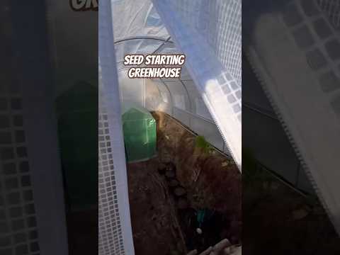 Today on the Homestead: Inside Our Walipini’s Seed Starting Greenhouse|A Unique Garden Tour #shorts