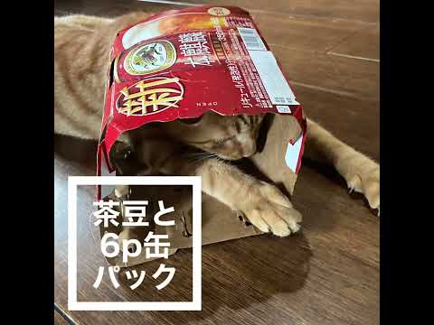 6缶パックを着たまま食事する猫,6缶パックケースに目が無い猫,6缶パックのケースに入りたい猫,茶トラ猫,猫動画, no70 @bokuchamame