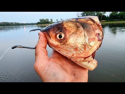 Catfishing with CARP FOR BAIT!! (Biggest I've Ever Caught)