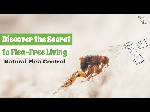 Natural Flea Control: How to Get Rid of Fleas Safely and Effectively