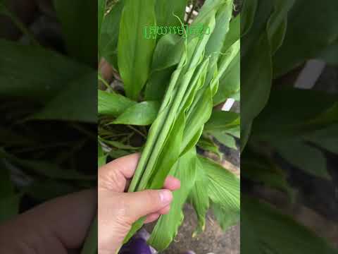 Turmeric leaves 🍃