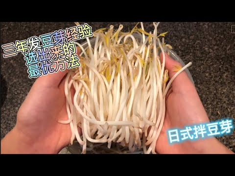 Incredibly Easy! Grow Bean Sprouts in Kettle/Fresh and Crispy /Organic vegetable/水壶发豆芽/日式凉拌豆芽