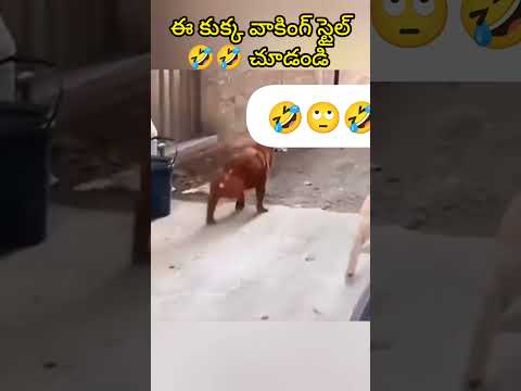 ఈ కుక్క🐕వాకింగ్ స్టైల్🤣👉చూడండి #shorts #funnydog #ytshots