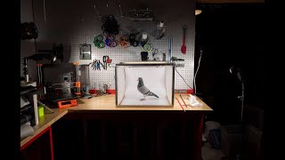 Pigeon photo box explained