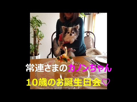 常連様チワワのカノンちゃん10歳お誕生日会♪