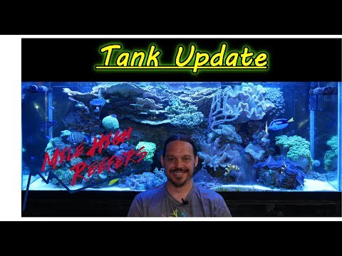 Reef Tank Update 6-1-19