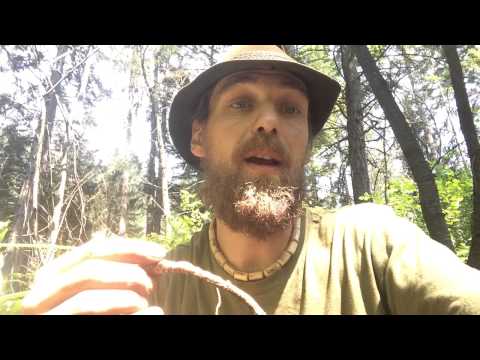 Harvesting wild Sarsaparilla with Yarrow Willard