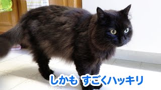 【しゃべる猫】猫が人間の名前を日本語で呼ぶ様子【しおちゃん】