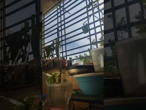 I made a time lapse from my balcony!! If look closely you can see my fishes in the frame