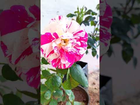 most beautiful rose🥰🥰Subscribe me🥰#shorts #rose #roseplant #roseflower #gardening #viralshortvideo