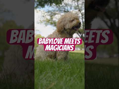 Babylove Goldendoodle Meets Magicians at the Mall