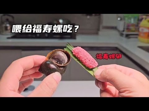 给福寿螺饿上三天会发生什么？竟然连自己的卵都会吃掉！太离谱了