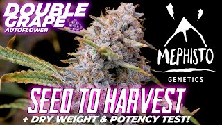 Seed To Harvest Double Grape 🍇 By Mephisto! Dry Weight & Potency Tested!