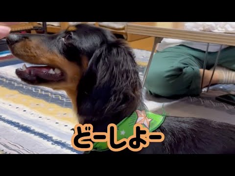 【おもしろ】お父さんと大吉の絡み再び！　#shorts #犬 #dog