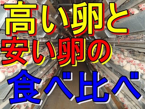 平飼い卵とケージ卵の食べ比べ。どっちが上手い？価格は？