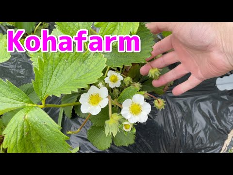 夏に向けて動き出す畑！Kohafarm