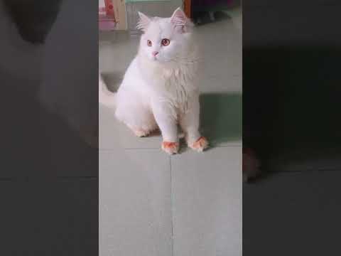 Cats have very keen hearing 😱 #cat #funnypets #shorts #viralvideo