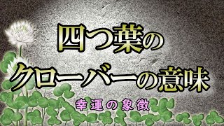 【幸運】四つ葉のクローバーが伝える４つのメッセージ