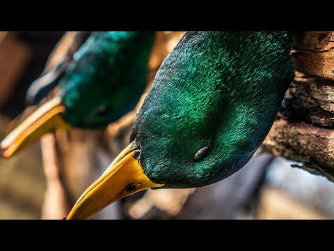 "Connect the Dots": Waterfowl Hunting - Fowled Reality