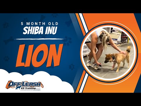 Shiba Inu, 5 Month Old, Lion| Two Week BNT| Best Dog Trainers Northern VA |  Off Leash K9