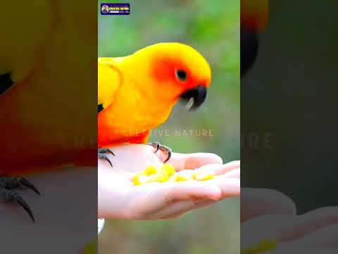 Adorable Bird Takes Flight in the Forest #shorts #birds #nature