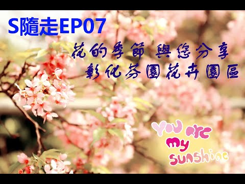 S隨走｜花卉生產園區｜彰化縣｜芬園鄉｜在花季的季節裡，滿滿盛開的花卉讓你目不轉睛