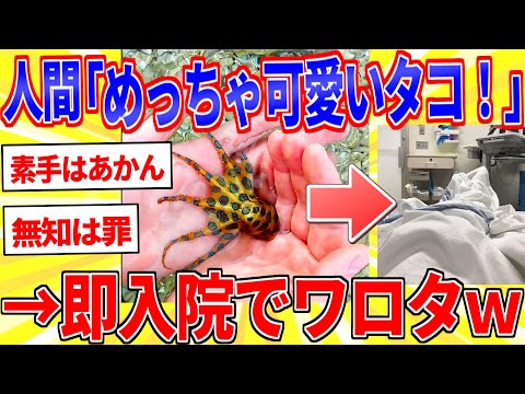 Poisonous creatures are so vivid and cute [2ch interesting thread slowly explained]