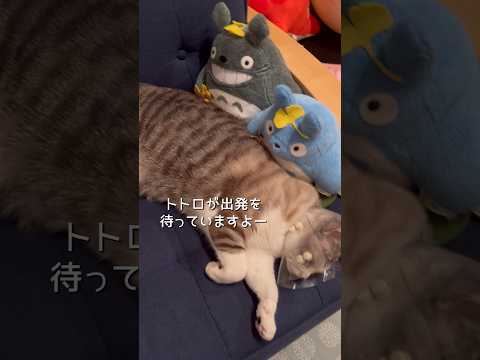 うちのねこバス #ねこ動画 #保護猫 #cat #トトロ #ジブリ #Ghibli #ねこバス