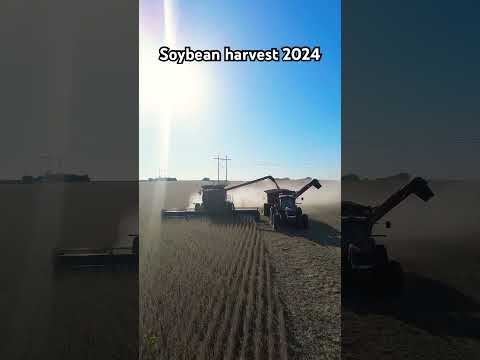 What a crazy year!!! #farm #fypシ゚viral #farming #fyp #fypage #fypyoutube #soybean #caseih