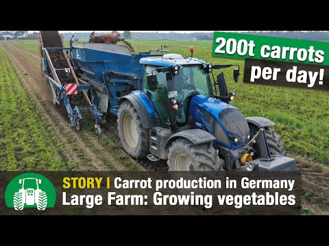 Gemüsebau Großhans | Carrot Harvesting with Valtra Tractors | XXL Vegetable Farming | Special crops