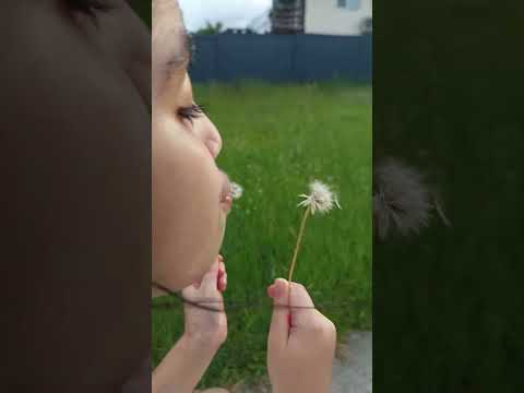 dandelions and a girl