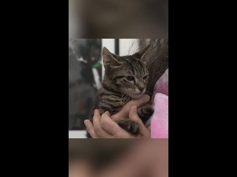 Kitten undergoes surgery to repair deformed legs