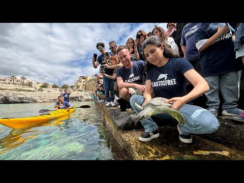 Castro, Plastic Free libera tartarughe marine