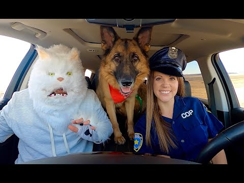 Cat Surprises Police Dog with Dancing Car Ride!