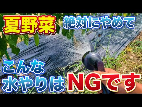 【水やり】コレだけは絶対にしないでください！やり方を間違えると根が腐ってしまいます！