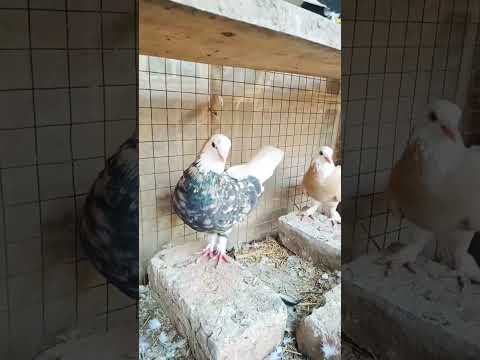 #beautiful #comedyvideos #pigeon #mostbeautiful #kabootar #sadstatus #funnyshorts #funnyvideos