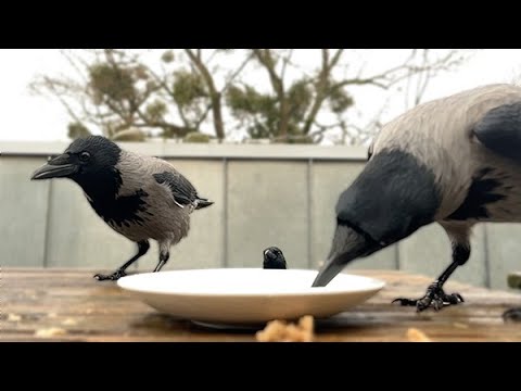 Relaxing Crow Family In Slomotion (Story 73)