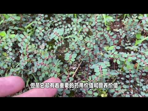 地锦草的稀有与价值：老农的珍贵遗产