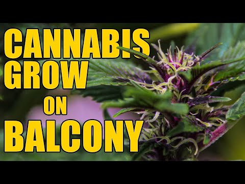 Hidden in Front of all eyes... Cannabis Grow on Balcony