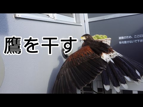 【鷹の日光浴】羽も干してご飯も食べてご満悦