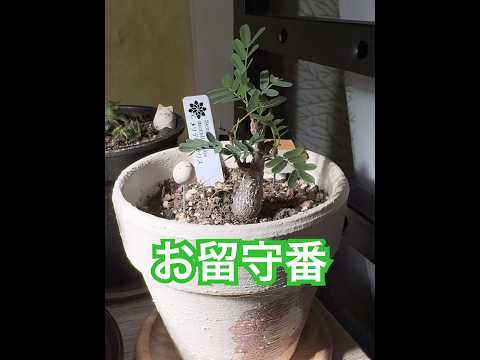 【とある園芸店へ】行ってきまーす #観葉植物