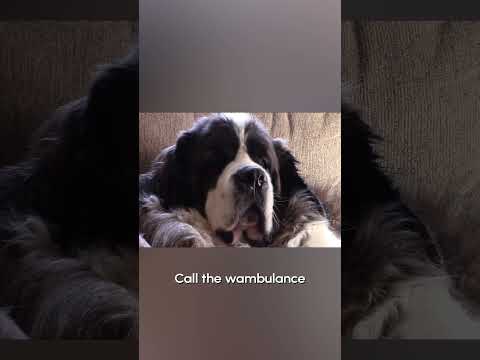 Whimpering Saint Bernard Wants Attention | From the VAULT