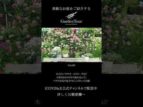 🕊Garden Tour🕊101：木立のバラやオールドローズなど大好きなものばかり詰め込んだ、バラやお花の色合せにこだわったお庭#shorts