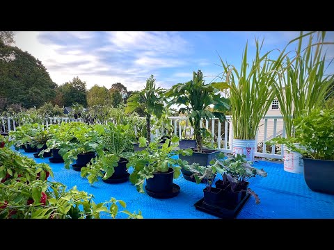 10月种什么？参观我的阳台盆栽 October container garden tour 2024