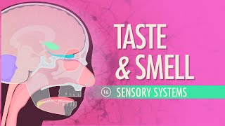 Taste & Smell: Crash Course Anatomy & Physiology #16